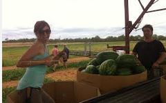 picking watermelons