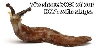 slugs dna